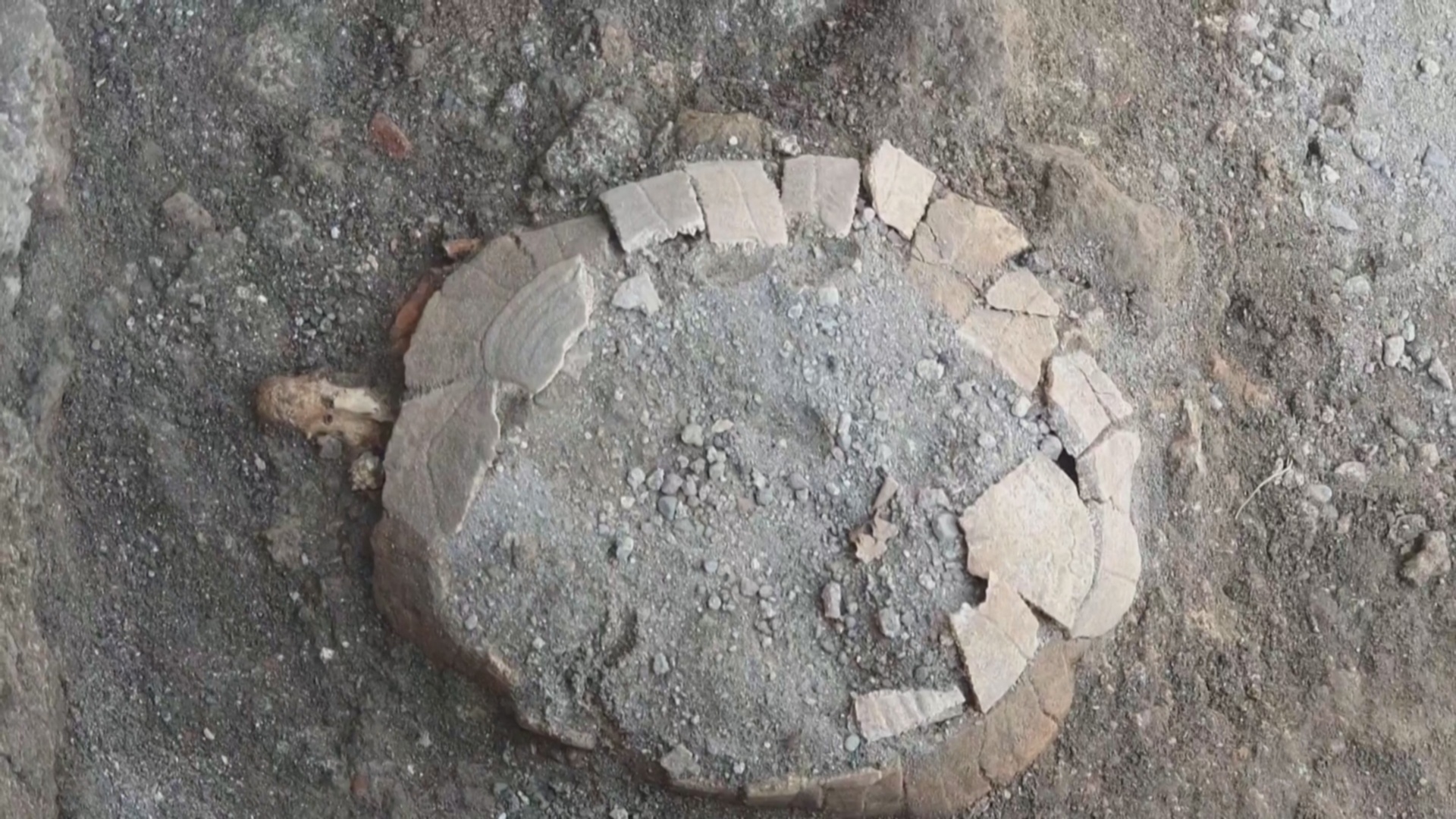 Древние останки беременной черепахи нашли под полом здания в Помпеях