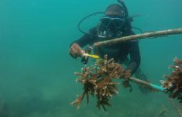 Кенийские дайверы восстанавливают коралловые рифы в Индийском океане