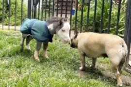 Почему у самого маленького пони в мире собачьи привычки