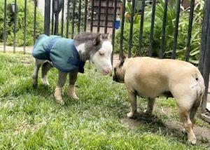 Почему у самого маленького пони в мире собачьи привычки