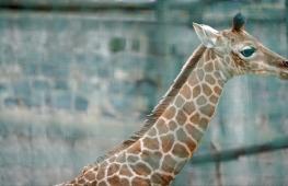 «Это мальчик!»: в чилийском зоопарке приветствуют жирафёнка