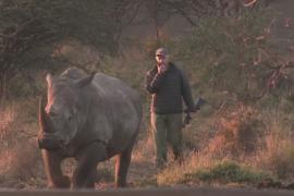 Спустя 40 лет носороги вернулись в Мозамбик