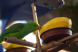 Бразилец построил птичий курорт у своего дома в Сан-Паулу