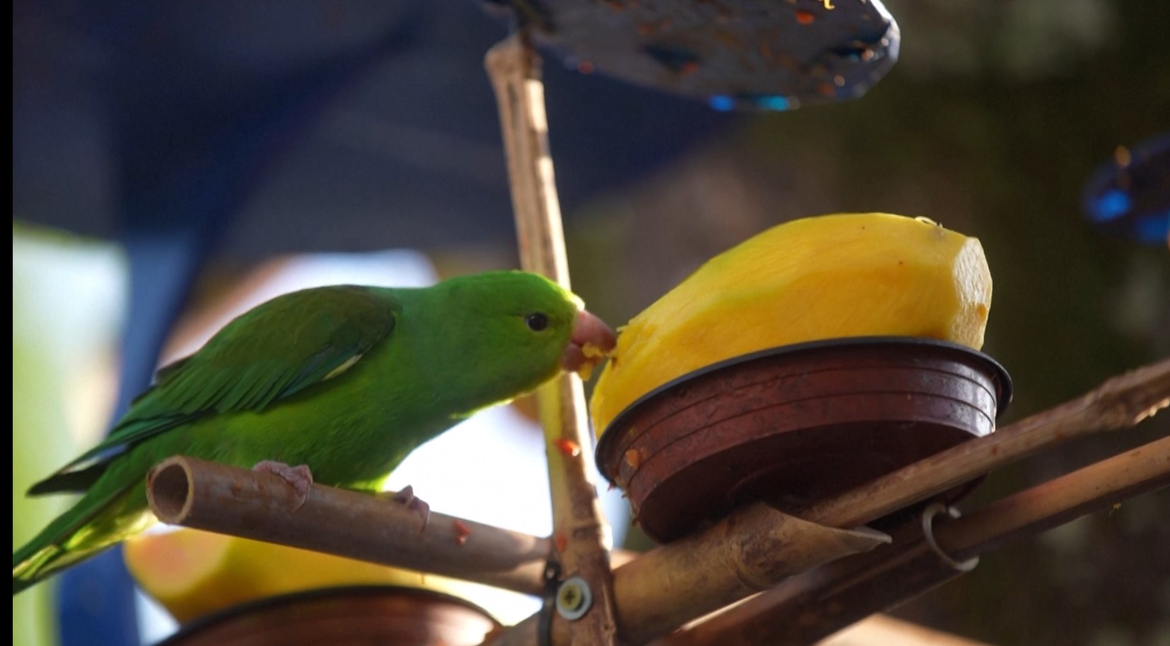 Бразилец построил птичий курорт у своего дома в Сан-Паулу