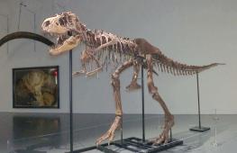 Скелет хищного горгозавра выставят на аукцион в Нью-Йорке