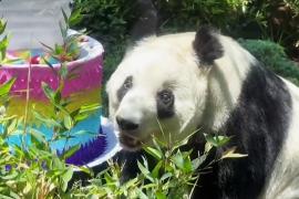 Панды-долгожительницы отмечают день рождения в зоопарке в Мексике