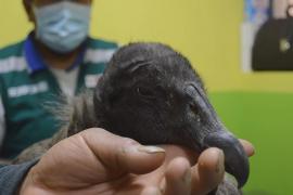 В Перу спасают птенца редкого кондора, который умирал от голода