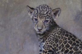 Два очаровательных детёныша ягуара родились в зоопарке в Никарагуа