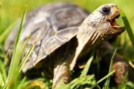 Заселение галапагосского острова черепахами завершилось успехом
