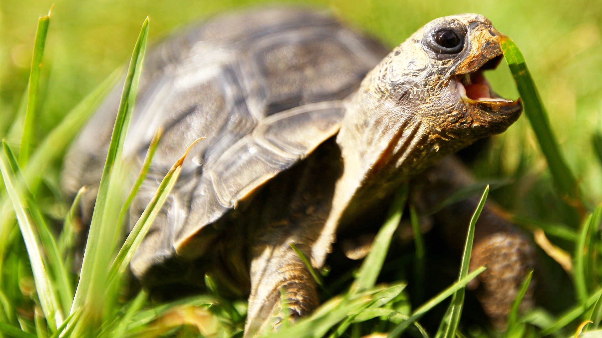 Заселение галапагосского острова черепахами завершилось успехом