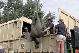 Грандиозный переезд: 250 диких слонов перевозят в другой дом
