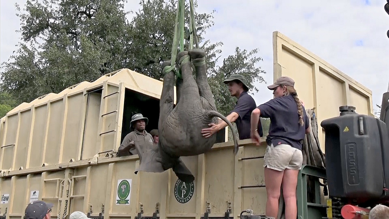 Грандиозный переезд: 250 диких слонов перевозят в другой дом