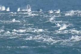 Десятки дельфинов неожиданно проплыли у берегов Чили