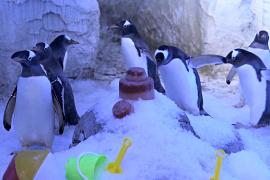 Горы рыбы и льда: как охлаждают британских пингвинов во время аномальной жары