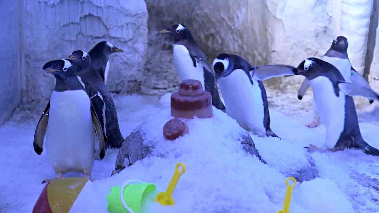 Горы рыбы и льда: как охлаждают британских пингвинов во время аномальной жары