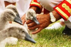 На Темзе переписывают лебедей при 40-градусной жаре