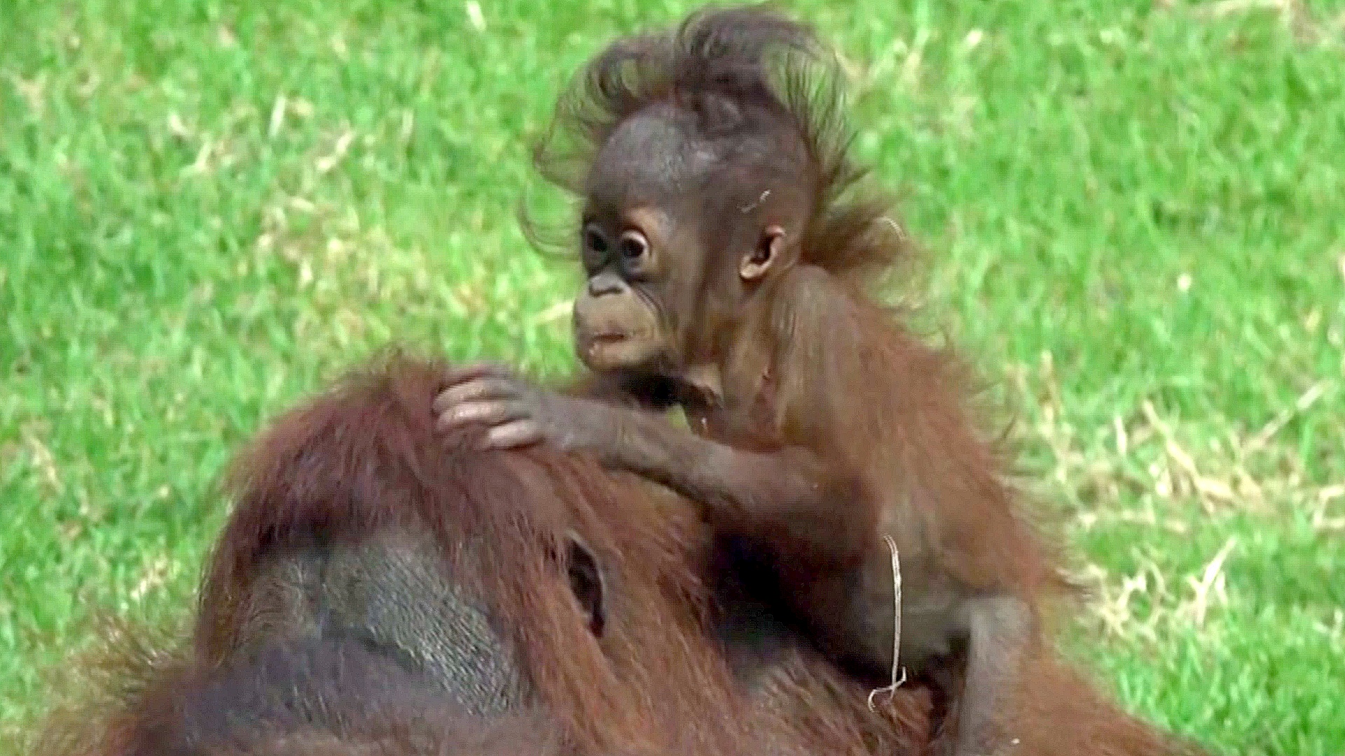 Двух детёнышей орангутанга встречают в зоопарке Мексики