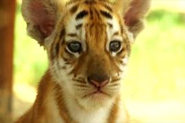 Редкие золотые тигры впервые родились в Пакистане