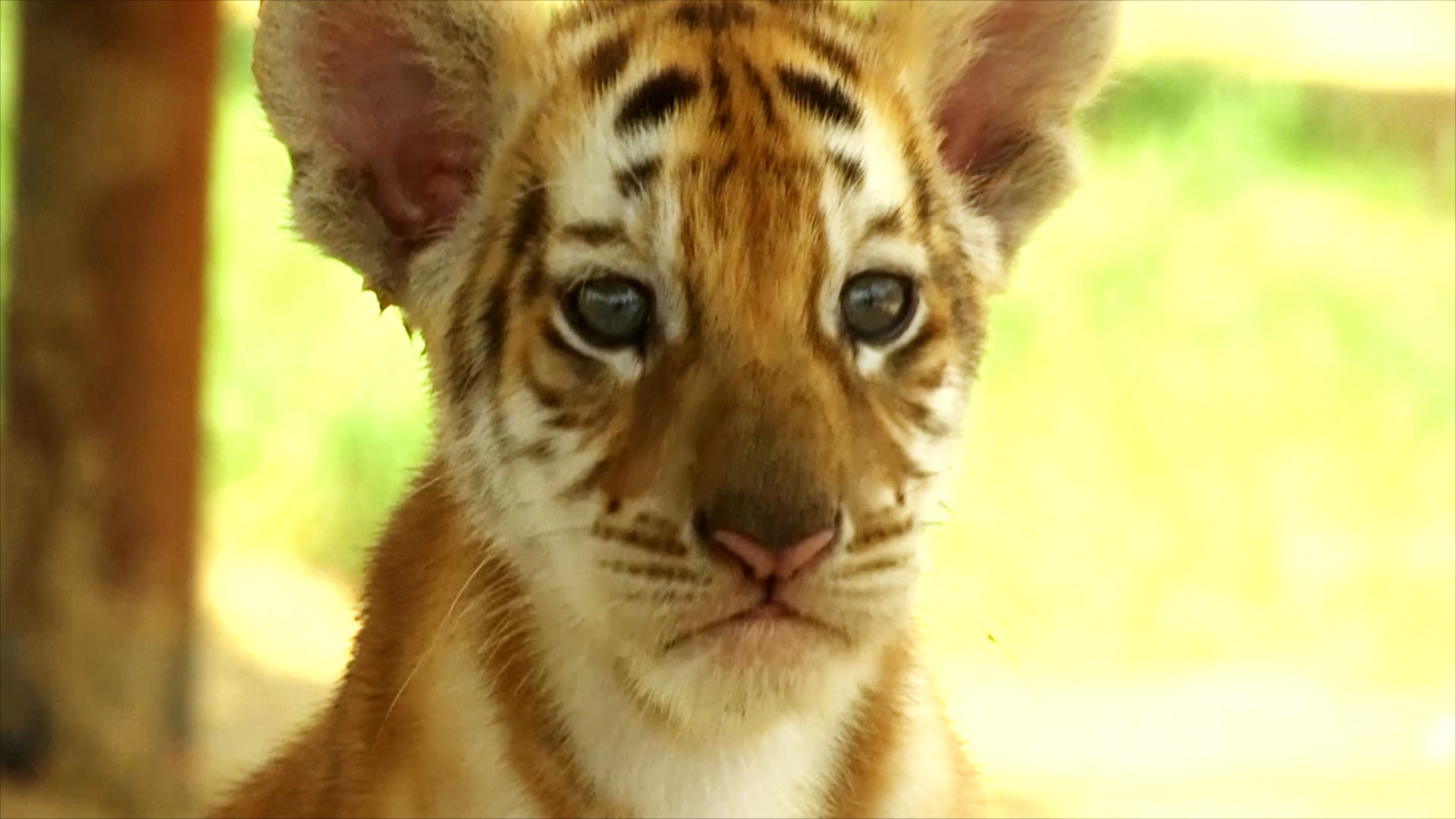 Редкие золотые тигры впервые родились в Пакистане