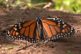 Бабочка монарх теперь под угрозой исчезновения