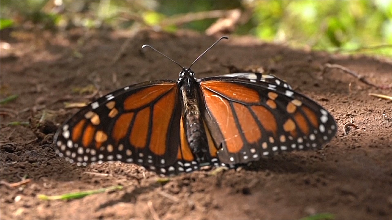 Бабочка монарх теперь под угрозой исчезновения
