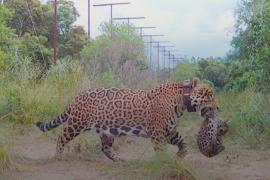 В заповеднике Ибера в Аргентине впервые за 70 лет родились ягуары