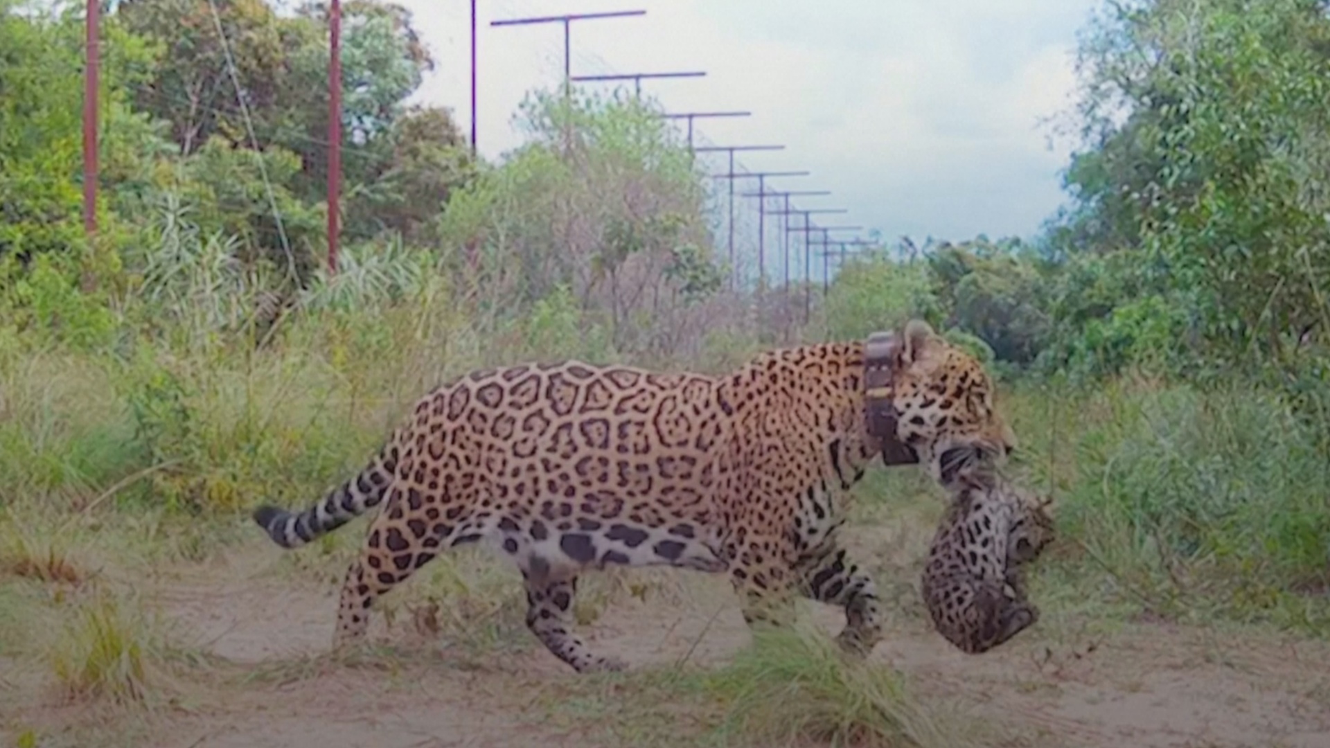 В заповеднике Ибера в Аргентине впервые за 70 лет родились ягуары
