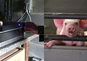 Музыка для свиней: бельгийский фермер проверяет эффект