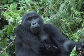 Уникальные встречи с редкими гориллами устраивают в заповеднике в Уганде