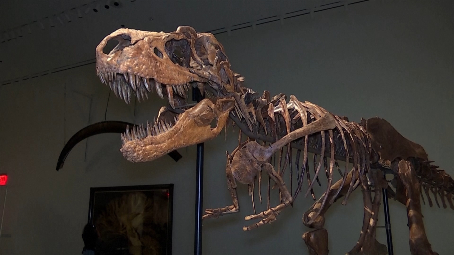 Скелет горгозавра ушёл с молотка за баснословную цену в Нью-Йорке