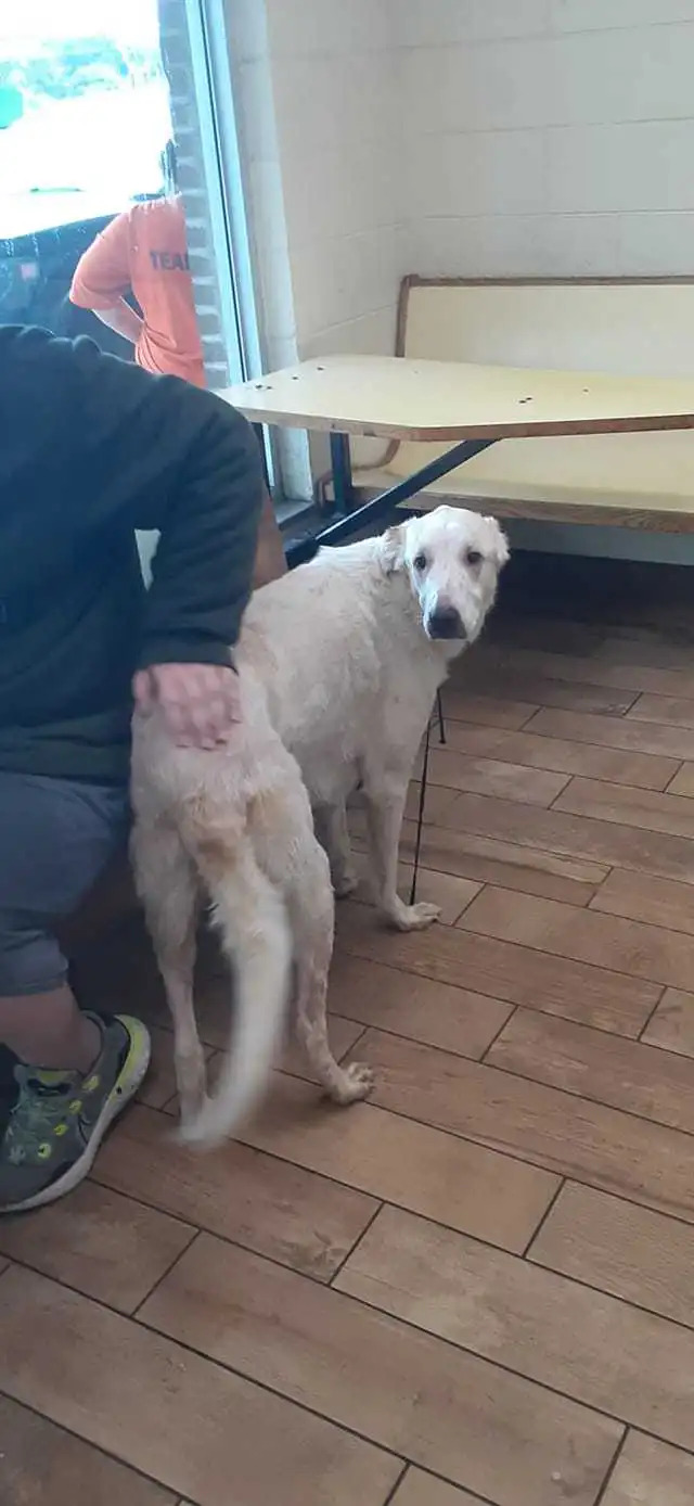 Собака спасла мальчика во время наводнения