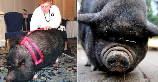 Как свинья спасла хозяйку от смерти