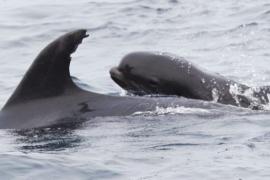 Дельфин взял под опеку китёнка