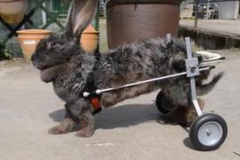 Как инвалидная коляска для собак помогла крольчихе