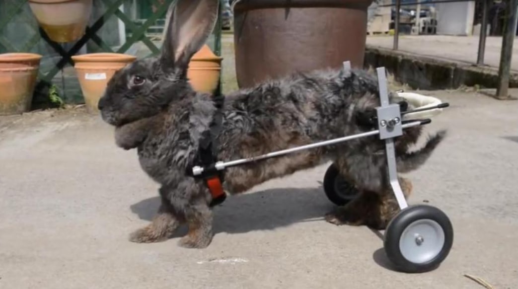 Как инвалидная коляска для собак помогла крольчихе