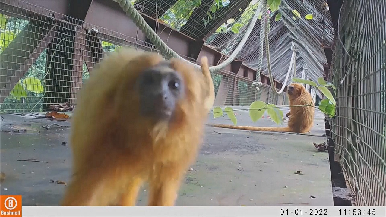 Зелёные коридоры помогают редким обезьянам пересекать длиннейшее в Бразилии шоссе