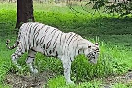 День тигра: индийцы спешат в зоопарки, чтобы посмотреть на новорождённых детёнышей