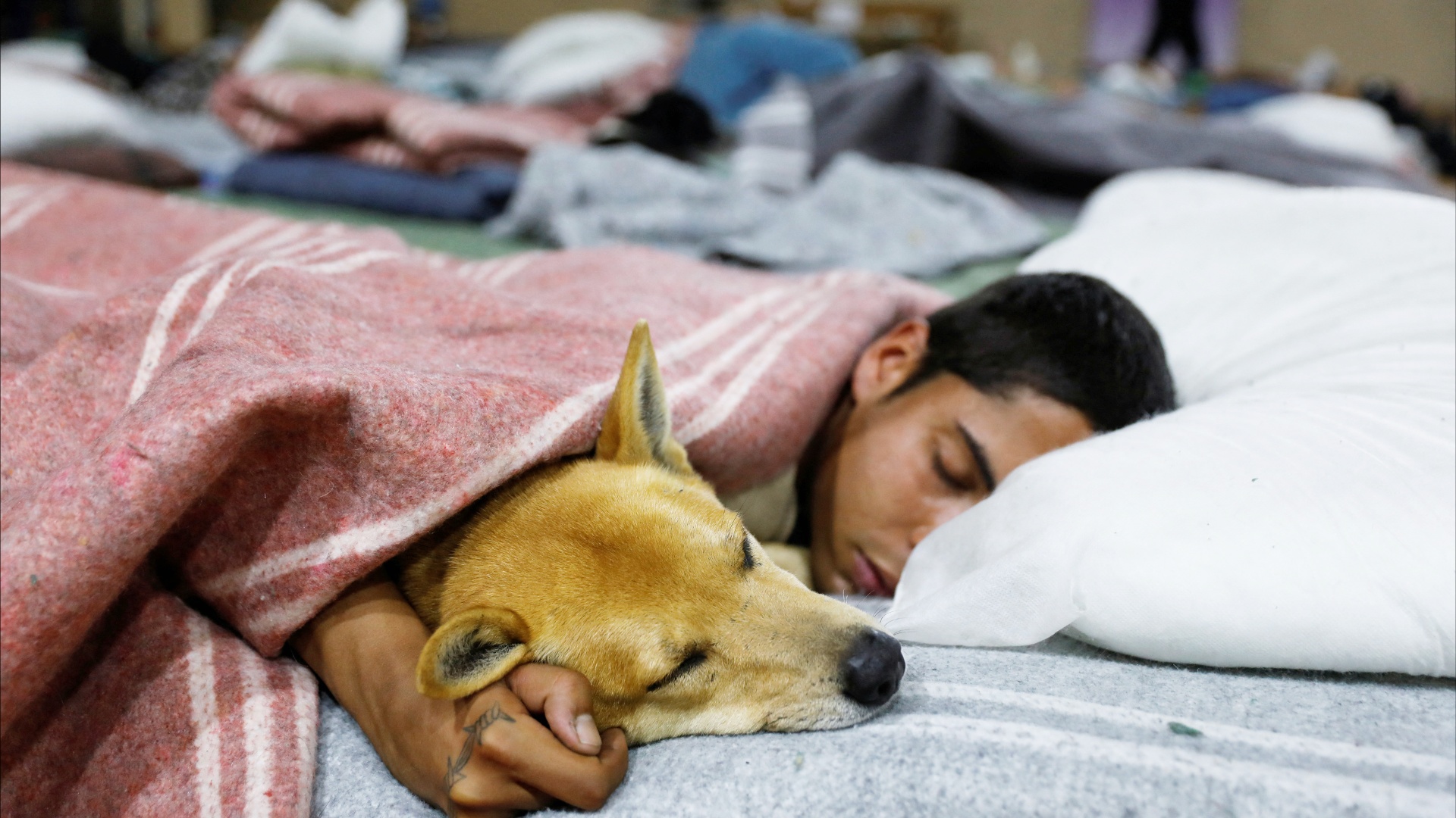 В Бразилии в приют для бездомных стали пускать и собак