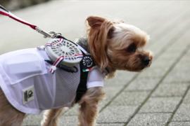 Мини-вентиляторы помогают собакам пережить жару в Японии