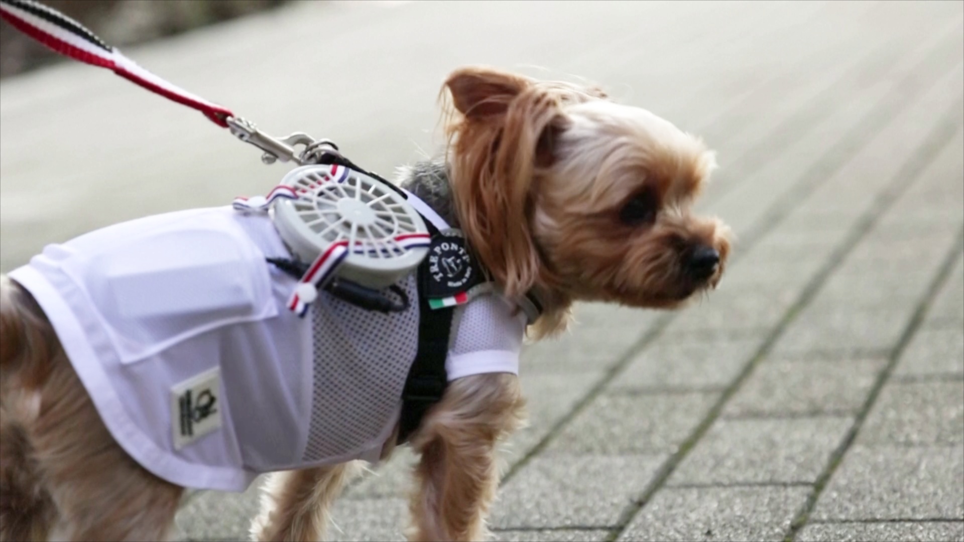 Мини-вентиляторы помогают собакам пережить жару в Японии