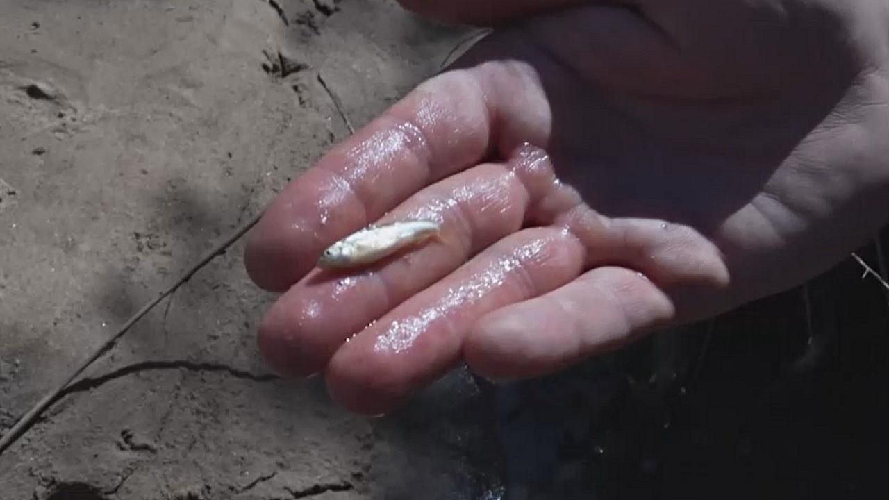 Биологи спасают редкую рыбу из высыхающей реки Рио-Гранде