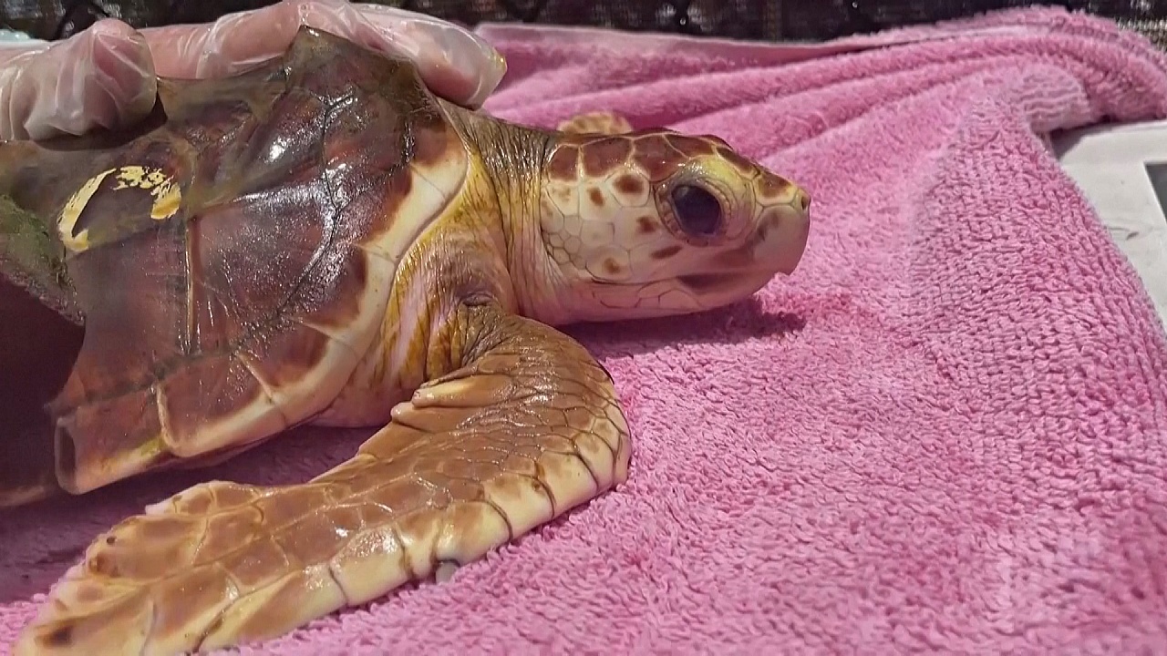 Жара оставила без самцов потомство черепах во Флориде