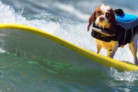 Мировой чемпионат собачьему сёрфингу прошёл в Калифорнии
