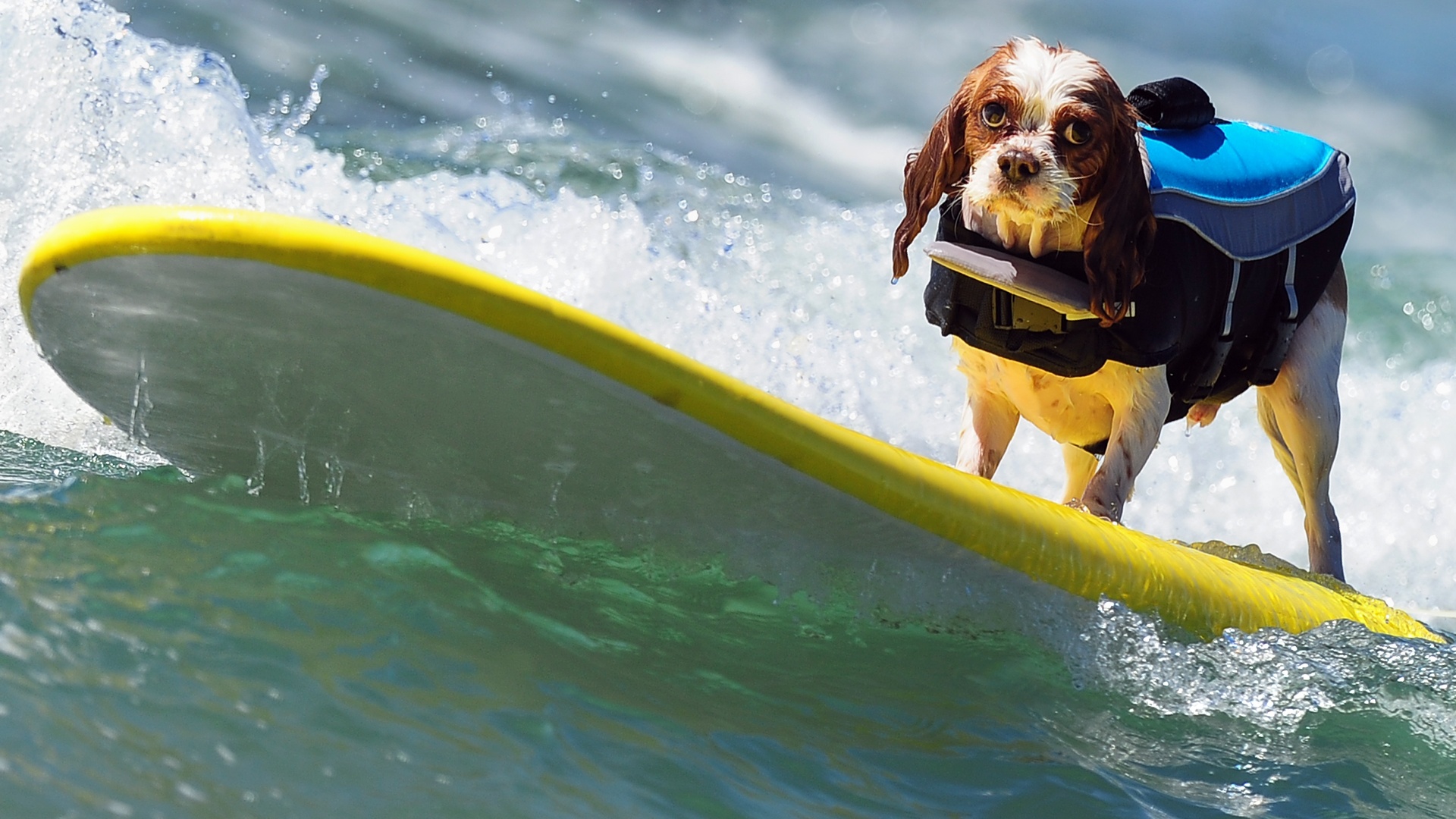 Мировой чемпионат собачьему сёрфингу прошёл в Калифорнии