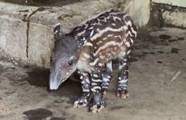 Сразу два тапира родились в зоопарке в Никарагуа