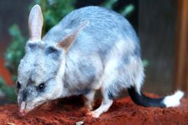 Как спасают австралийских билби с ушами, как у кролика