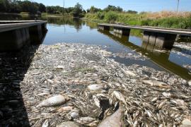 10 тонн мёртвой рыбы выловили из Одры в Польше
