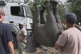 В Малави переселили почти 300 слонов из одного заповедника в другой