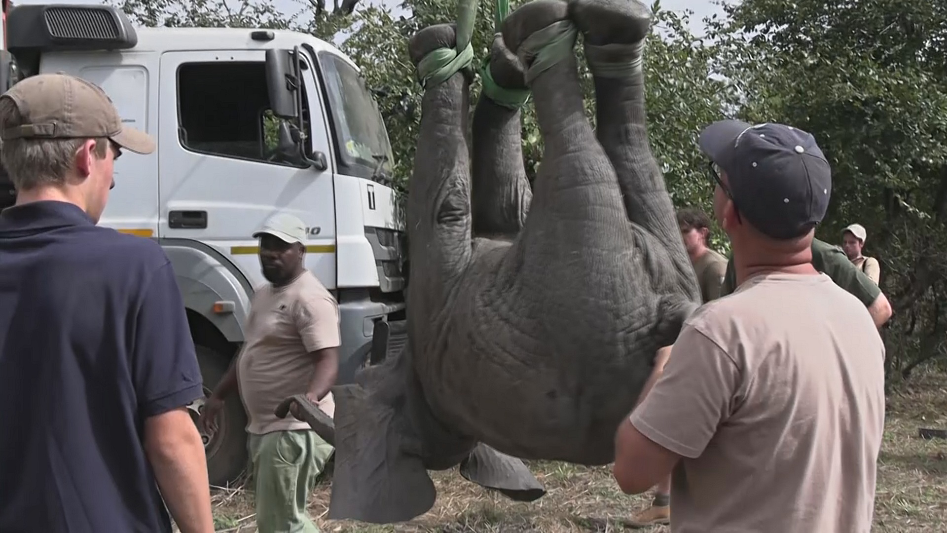 В Малави переселили почти 300 слонов из одного заповедника в другой