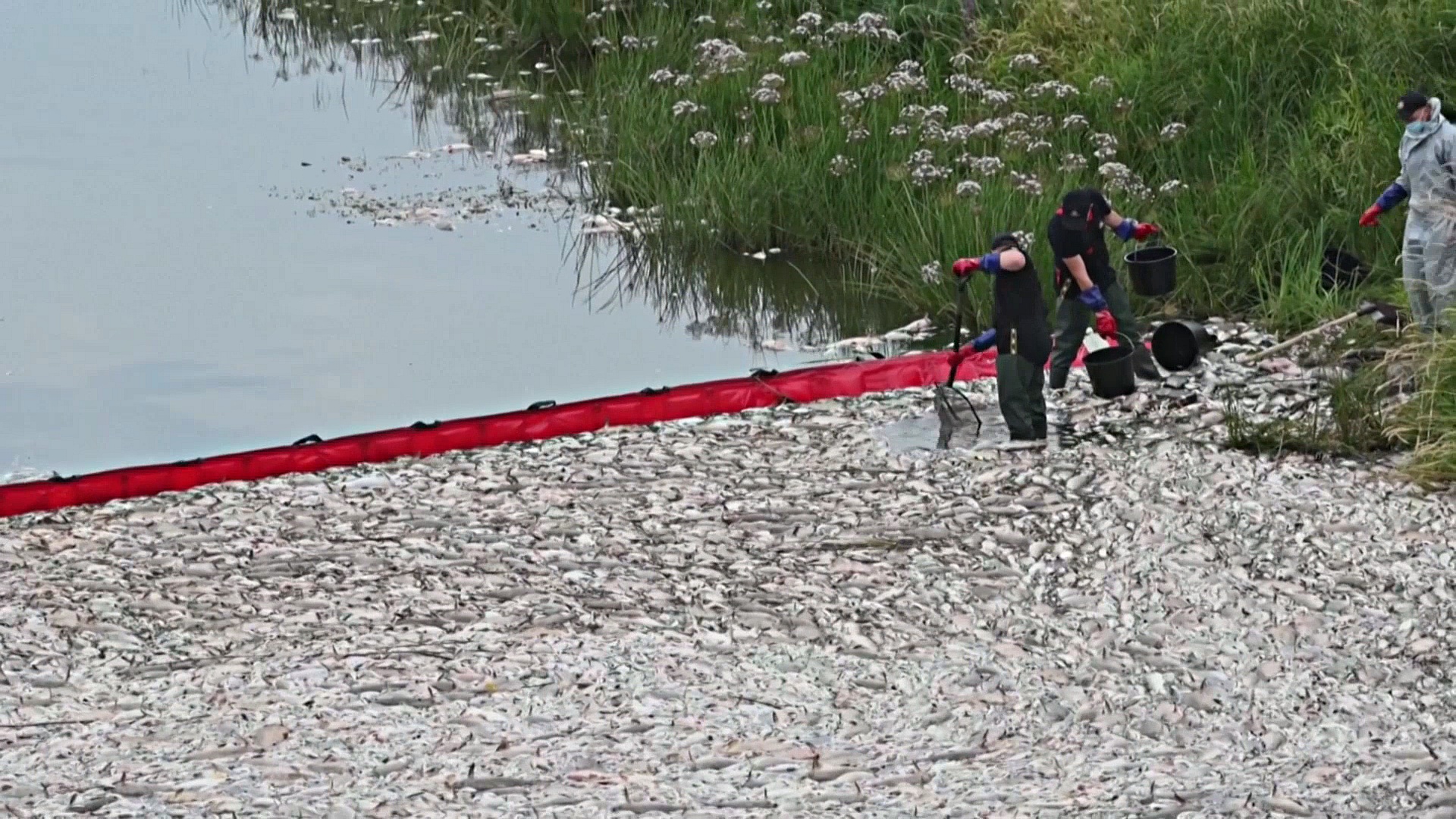 Массовая гибель рыбы в Одре: анализы пока не выявили точную причину